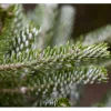 Abies Koreana Silberlocke Koreanische Tanne 40–50 cm