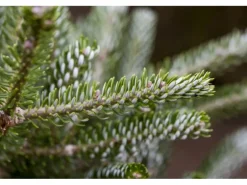 Abies Koreana Silberlocke Koreanische Tanne 40–50 cm