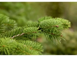 Abies Nordmanniana Nordmanntanne 160–180 cm