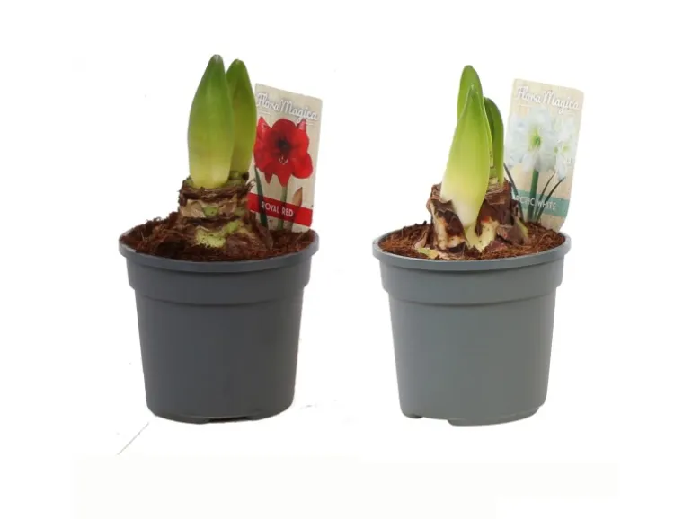 Amaryllis verschiedene Farben Topf-Ø ca. 13 cm (Hippeastrum)