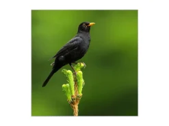 Banjado Großer Schlüsselkasten Glas 30x30cm Schwarz Scharnier Rechts 50 Haken Beschreibbar Magnetisch Motiv Vogel Auf Tannenzweig