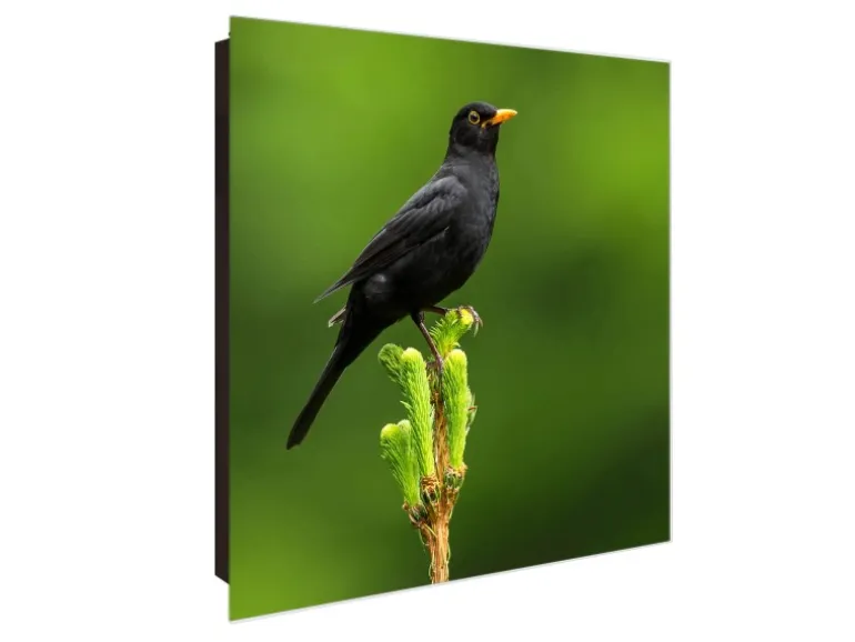 Banjado Großer Schlüsselkasten Glas 30x30cm Schwarz Scharnier Links 50 Haken Beschreibbar Magnetisch Motiv Vogel Auf Tannenzweig