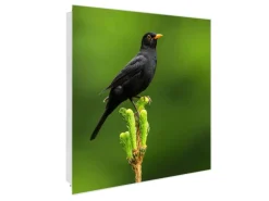 Banjado Großer Schlüsselkasten Glas 30x30cm Weiß Scharnier Links 50 Haken Beschreibbar Magnetisch Motiv Vogel Auf Tannenzweig