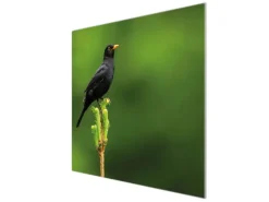 Banjado Herdabdeckplatte Glas 1 Teilig 60x52CM Schneidebrett Herdabdeckung Mit Motiv Vogel Auf Tannenzweig