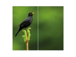 Banjado Herdabdeckplatte Glas 2 Teilig Je 30x52CM Schneidebrett Herdabdeckung Mit Motiv Vogel Auf Tannenzweig