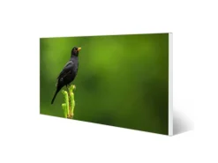Banjado Magnettafel 78x37cm Magnetwand Weiß Aus Metall Magnetpinnwand Pinnwand Inkl. 4 Magnete Motiv Vogel Auf Tannenzweig