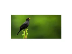 Banjado Magnettafel 78x37cm Magnetwand  Silber Aus Metall Magnetpinnwand Pinnwand Inkl. 4 Magnete Motiv Vogel Auf Tannenzweig