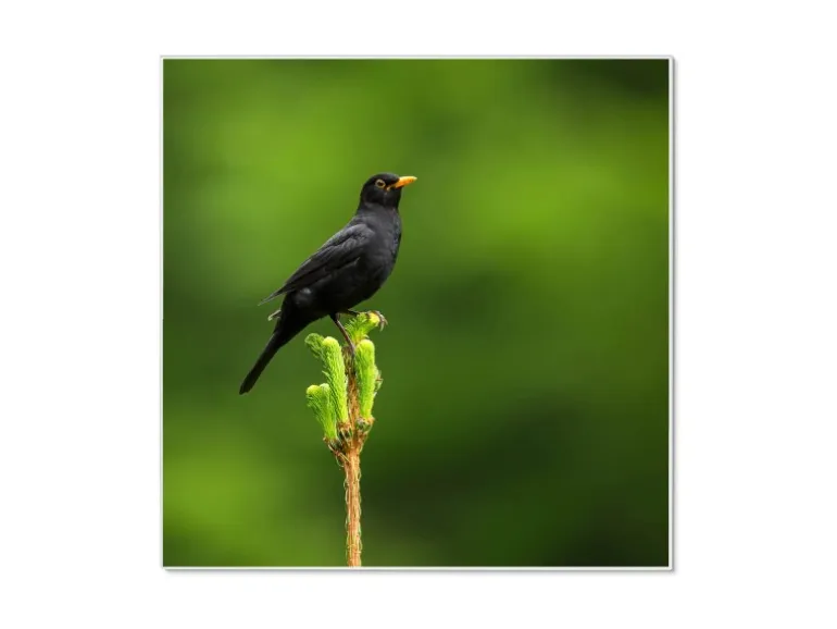 Banjado Magnettafel 50x50cm Magnetwand Weiß Aus Metall Magnetpinnwand Pinnwand Inkl. 4 Magnete Motiv Vogel Auf Tannenzweig