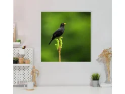 Banjado Magnettafel 50x50cm Magnetwand Weiß Aus Metall Magnetpinnwand Pinnwand Inkl. 4 Magnete Motiv Vogel Auf Tannenzweig