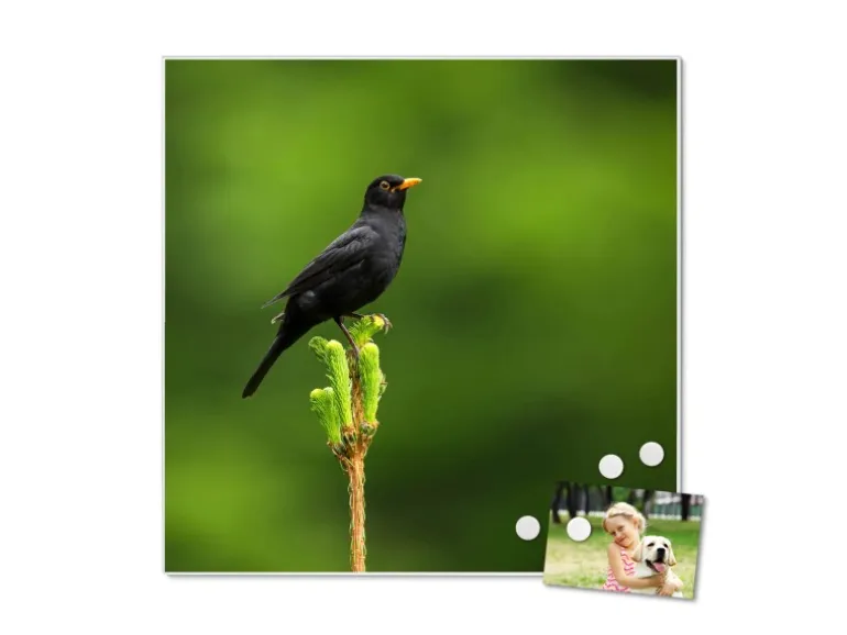 Banjado Magnettafel 50x50cm Magnetwand Weiß Aus Metall Magnetpinnwand Pinnwand Inkl. 4 Magnete Motiv Vogel Auf Tannenzweig