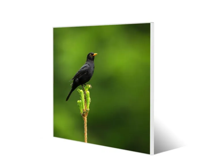 Banjado Magnettafel 50x50cm Magnetwand Weiß Aus Metall Magnetpinnwand Pinnwand Inkl. 4 Magnete Motiv Vogel Auf Tannenzweig