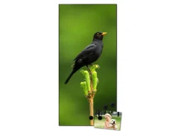 Banjado Magnettafel 37x78cm Magnetwand Schwarz Aus Metall Magnetpinnwand Pinnwand Inkl. 4 Magnete Motiv Vogel Auf Tannenzweig