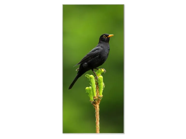 Banjado Magnettafel 37x78cm Magnetwand Silber Aus Metall Magnetpinnwand Pinnwand Inkl. 4 Magnete Motiv Vogel Auf Tannenzweig