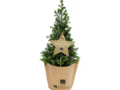 Blu Bio Weihnachstbäumchen ''Top Point'' Topf-Ø ca. 10 cm Chamaeyparis thoides