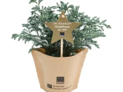 Blu Bio-Blauwichtel Topf-Ø ca. 10 cm Chamaecyparis pisifera