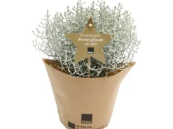 Blu Bio-Silberdraht "Advent" Topf-Ø ca. 12 cm Calocephalus brownii