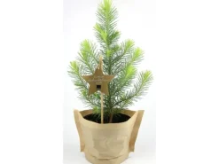 Blu Bio-Weihnachtsbäumchen Pinie Topf-Ø ca. 12 cm Pinus pinea