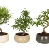 Bonsai im Keramik Topf-Ø ca. 19 cm