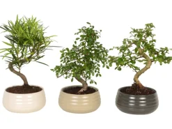 Bonsai im Keramik Topf-Ø ca. 19 cm