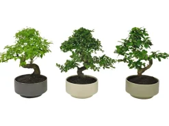 Bonsai im Keramik-Gefäß Pure Sortenauswahl Topf-Ø ca. 15 cm