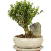 Bonsai mit Deko-Stein Topf-Ø ca. 21 cm