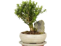Bonsai mit Deko-Stein Topf-Ø ca. 21 cm