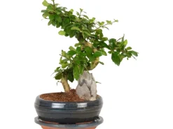 Bonsai mit Deko-Stein Topf-Ø ca. 21 cm