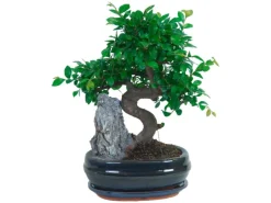 Bonsai mit Deko-Stein Topf-Ø ca. 21 cm
