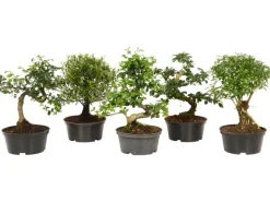 Bonsai verschiedene Sorten Topf-Ø ca. 14 cm