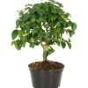 Bonsai verschiedene Sorten Topf-Ø ca. 10 cm