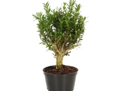 Bonsai verschiedene Sorten Topf-Ø ca. 10 cm