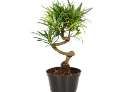 Bonsai verschiedene Sorten Topf-Ø ca. 10 cm