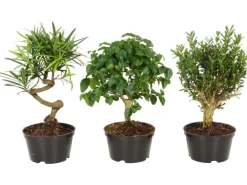 Bonsai verschiedene Sorten Topf-Ø ca. 10 cm
