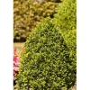Buxus sempervirens arborescens Kegel 110-120 cm