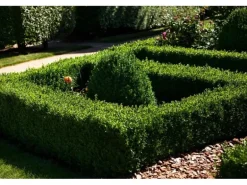 Buxus sempervirens arborescens Kegel 110-120 cm