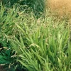 Chasmanthium Latifolium Plattährengras Ca. 11x11 cm Topf