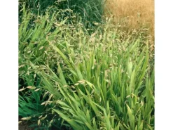 Chasmanthium Latifolium Plattährengras Ca. 11x11 cm Topf