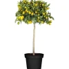 Citrus Mix Stamm Sortenauswahl Höhe ca. 120 - 140 cm Topf-Ø ca. 26 cm Citrus
