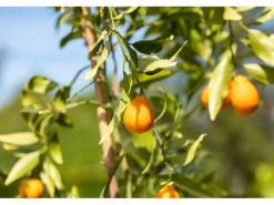 Citrus Mix Stamm Sortenauswahl Höhe ca. 120 - 140 cm Topf-Ø ca. 26 cm Citrus