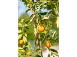 Citrus Mix Stamm Sortenauswahl Höhe ca. 120 - 140 cm Topf-Ø ca. 26 cm Citrus