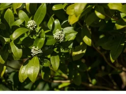 Citrus Mix Stamm Sortenauswahl Höhe ca. 120 - 140 cm Topf-Ø ca. 26 cm Citrus