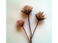 Deko-Blume Plumosum Natur 3 Stück