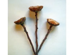 Deko-Blume Protea Repens Natur 3 Stück