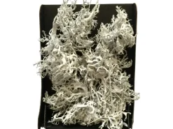 Dekomoos Weiß in Black Box 22 cm x 15 cm x 5 cm