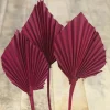 Deko-Pflanze Palm Spear Burgund