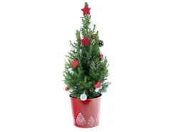 Dekorierte Zuckerhut-Fichte im roten Zinkgefäß Topf Ø ca. 19 cm Picea glauca