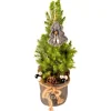 Dekorierte Zuckerhut-Fichte im Jutegefäß Topf Ø ca. 16 cm Picea glauca