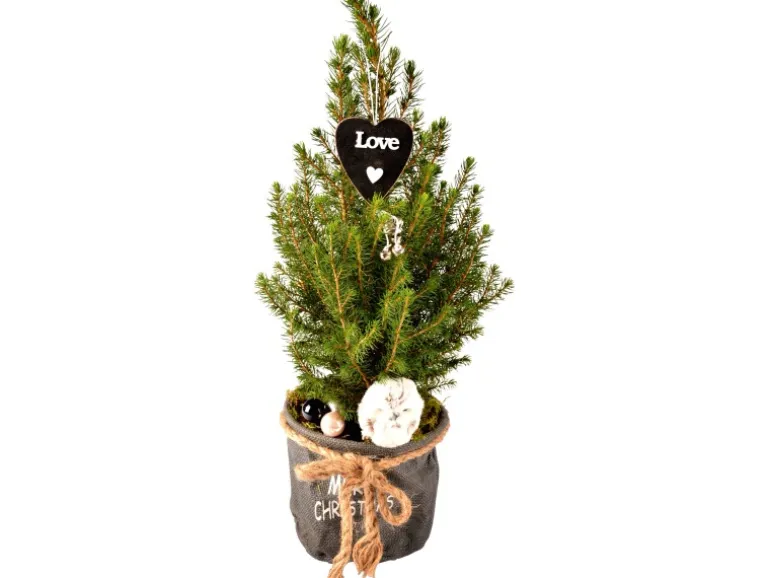 Dekorierte Zuckerhut-Fichte im Jutegefäß Topf Ø ca. 16 cm Picea glauca