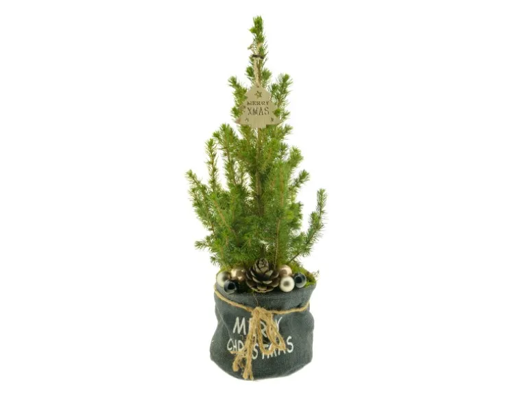 Dekorierte Zuckerhut-Fichte im Jutegefäß Topf Ø ca. 19 cm Picea glauca