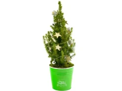 Dekorierte Zuckerhut-Fichte im Grünen Zinkgefäß Topf Ø ca. 15 cm Picea glauca